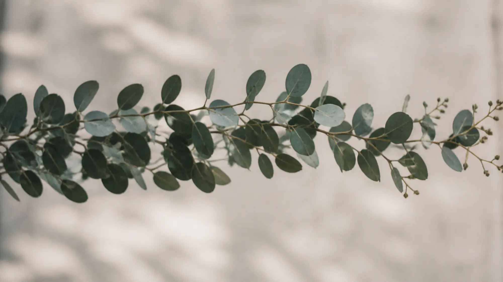 Eucalypt foliage in soft light, botanist professional indemnity insurance quote