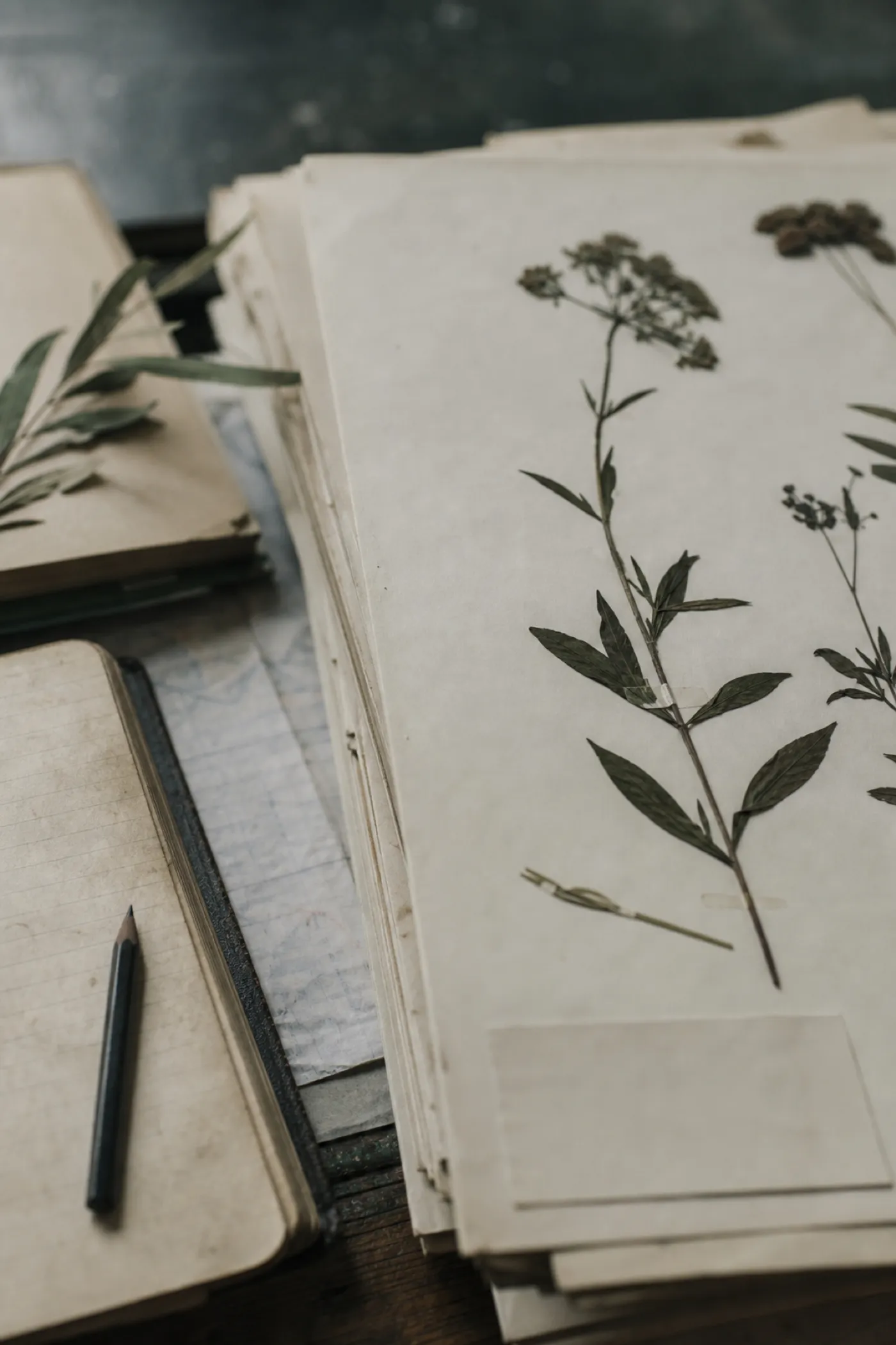 Pressed plant specimens and field notebook, coverage under ecologist PI insurance
