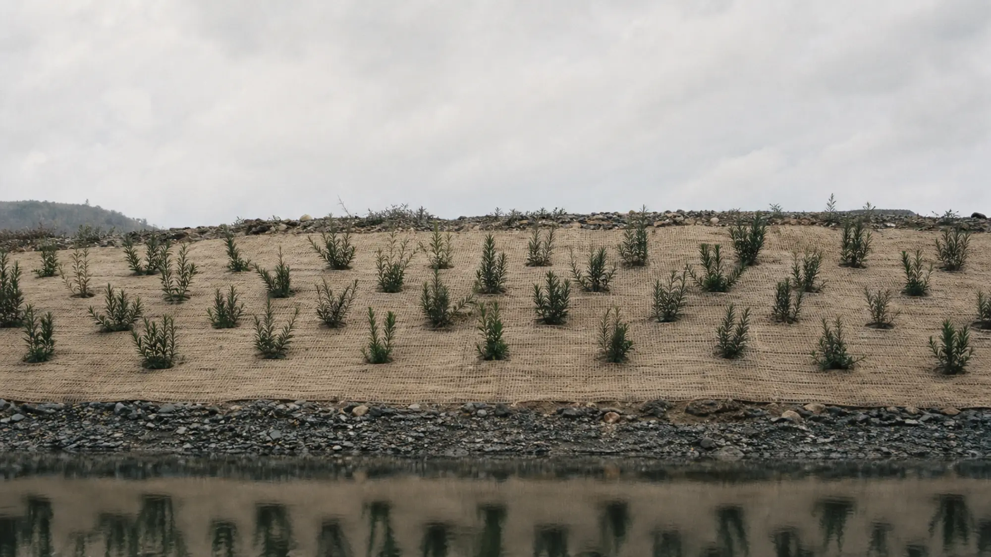 Revegetated embankment with native plantings - insurance for environmental consultants