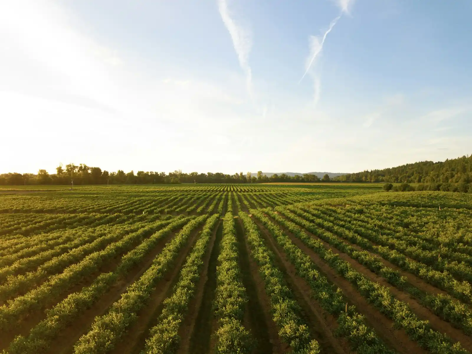 Broad-acre crop rows at sunrise representing agronomist professional indemnity
