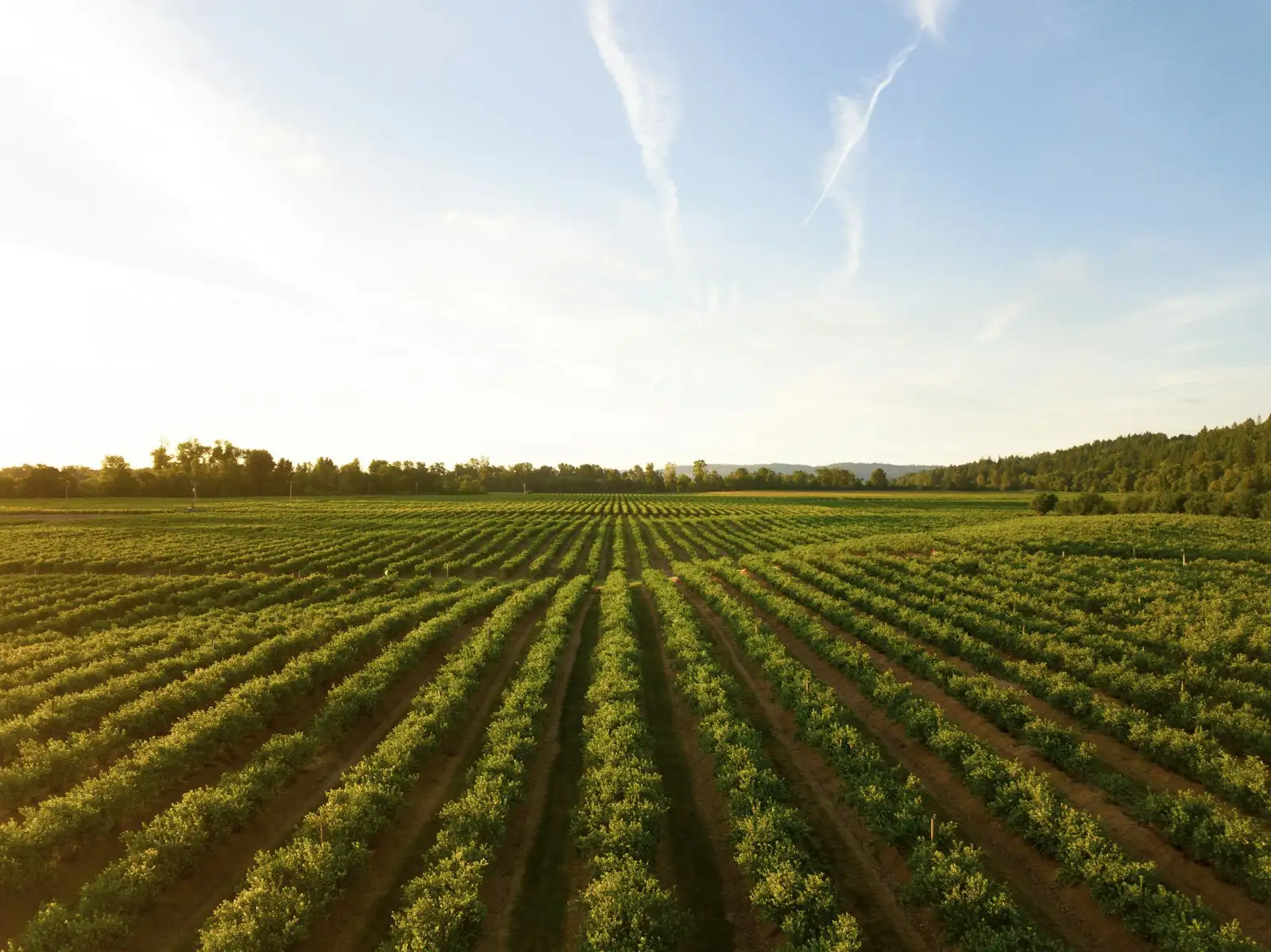 Broad-acre crop rows at sunrise representing agronomist professional indemnity
