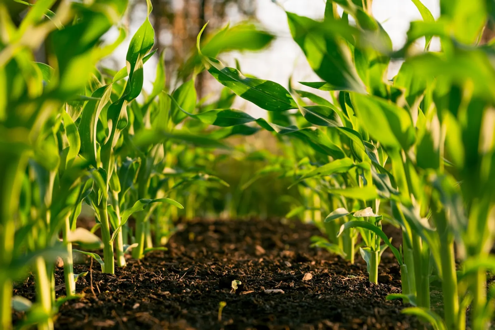 Green crop rows in an agricultural field representing agronomic consulting