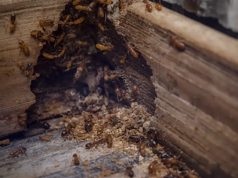 Active termite colony causing structural timber damage requiring professional inspection and treatment insurance coverage